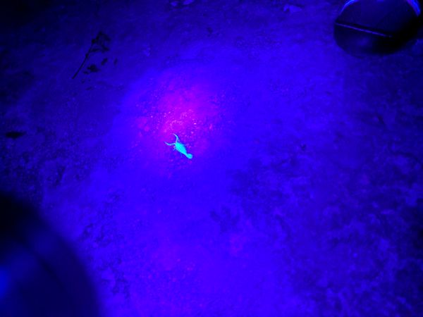 Night Hike: Scorpion Hunting